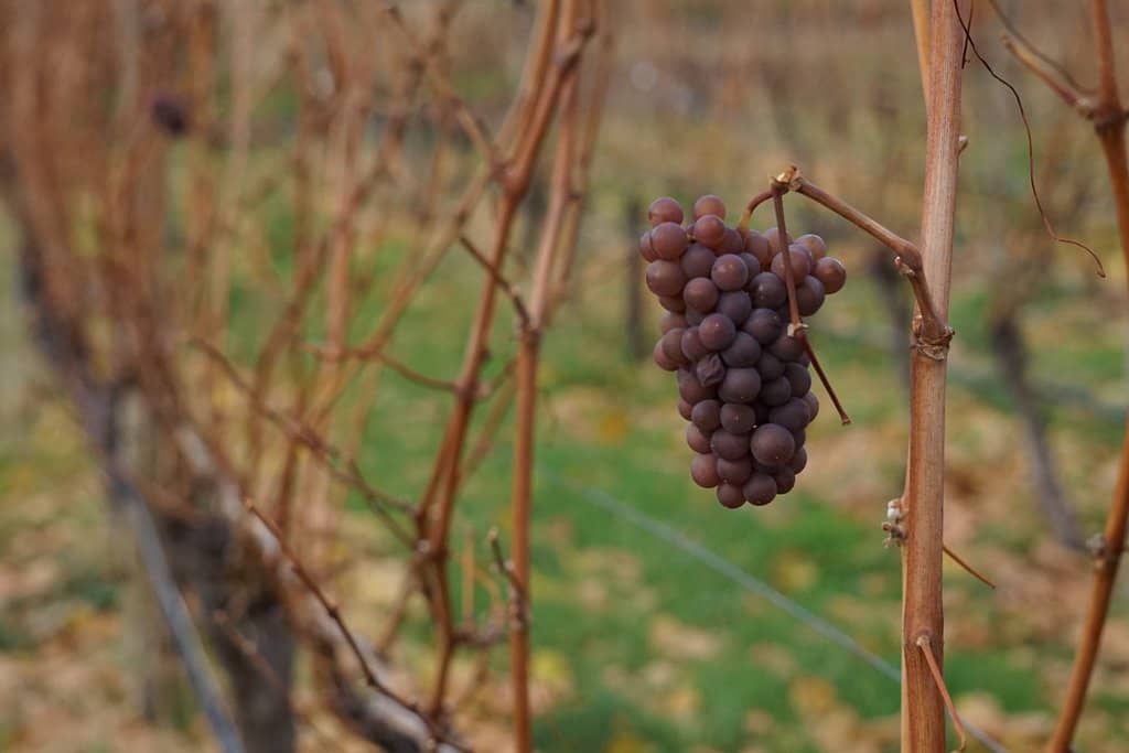 Award-Winning Sparkling Wines