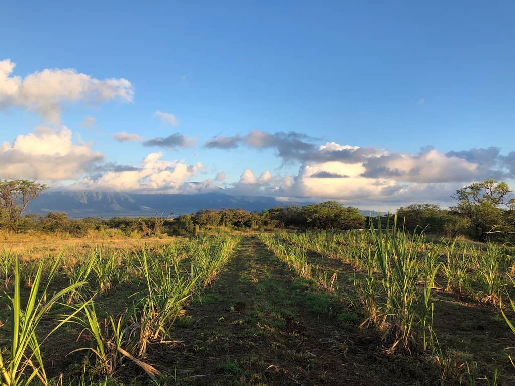 Farm-to-Table Dining