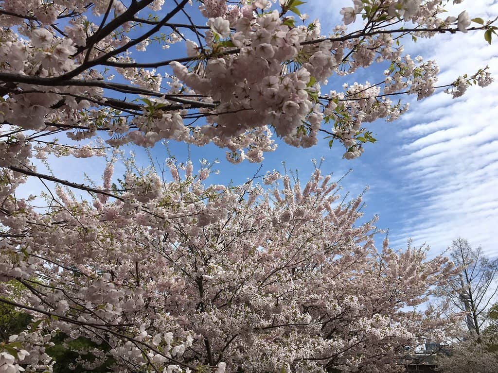 Cherry Blossom Spectacle