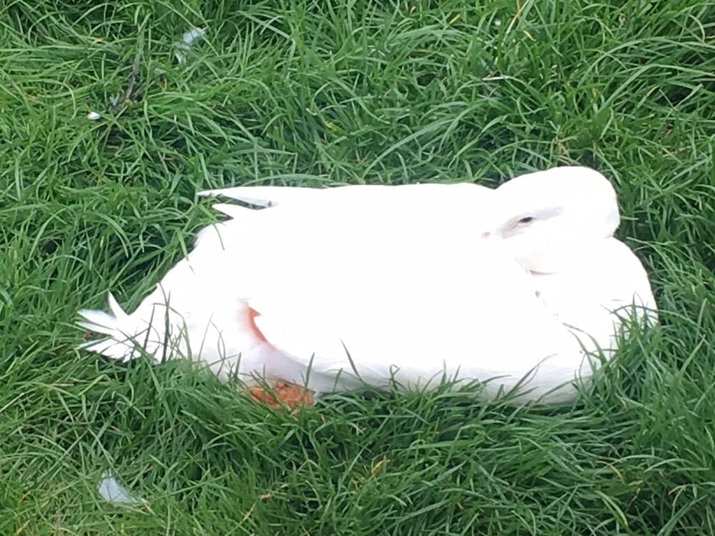 Adorable Farm Animals