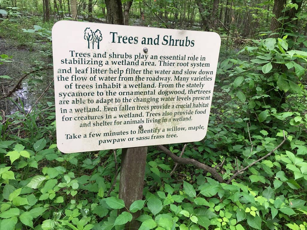 Unique Wetland Views