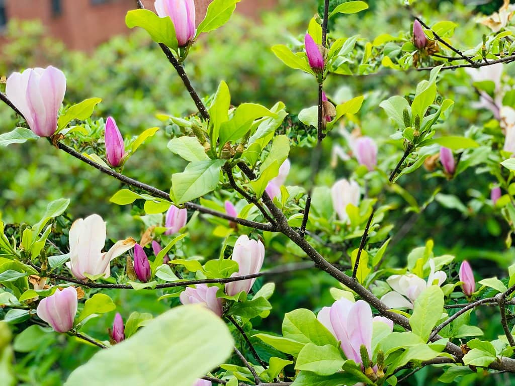 Emerald Necklace Connection