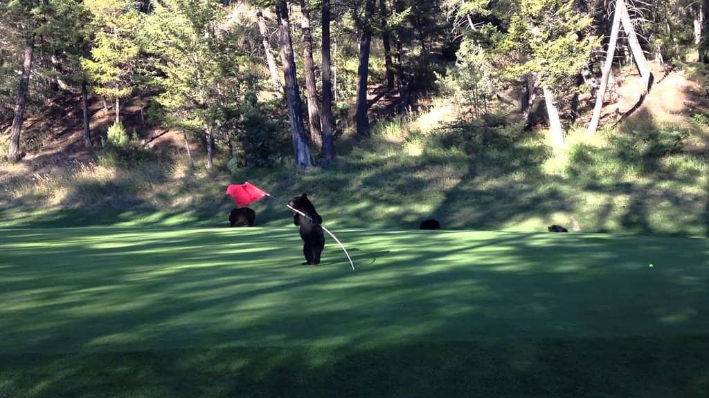 Challenging Mountain Slopes