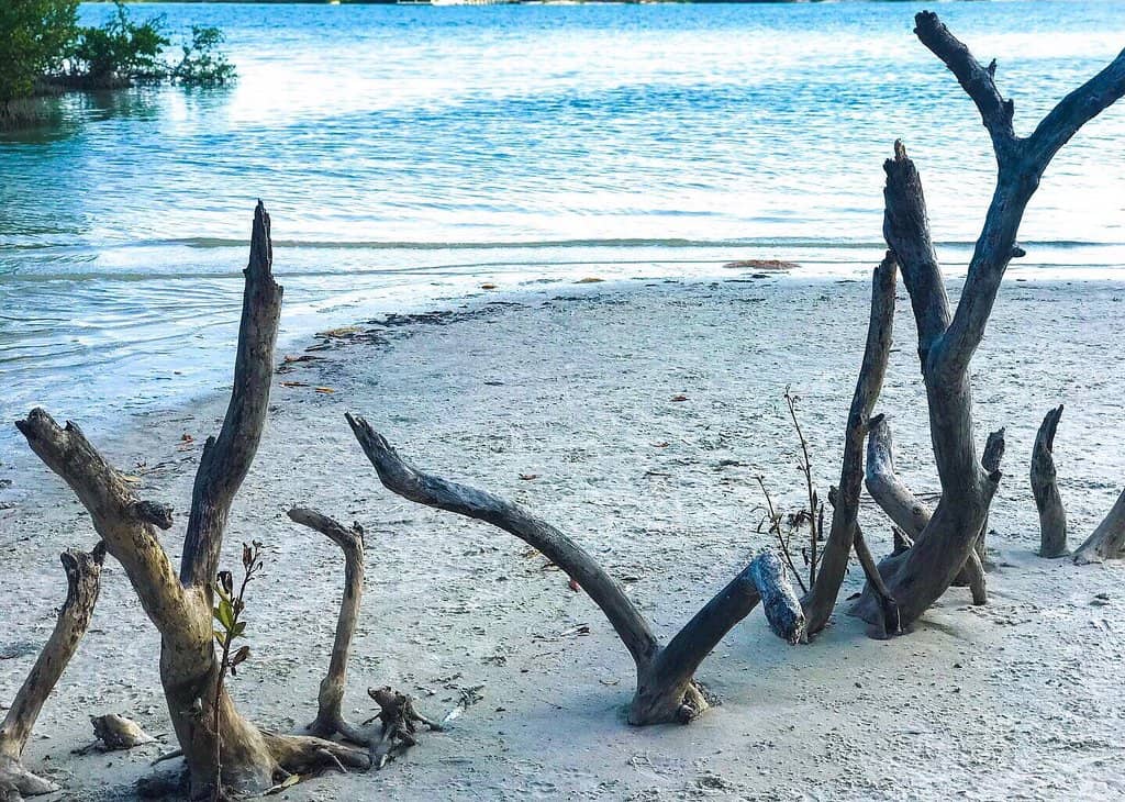 Dog-Friendly Beach Access