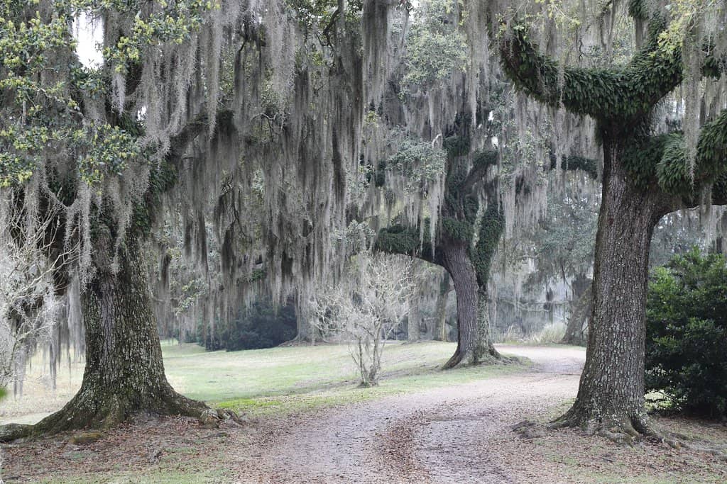 Bamboo Groves & Stone Bridges