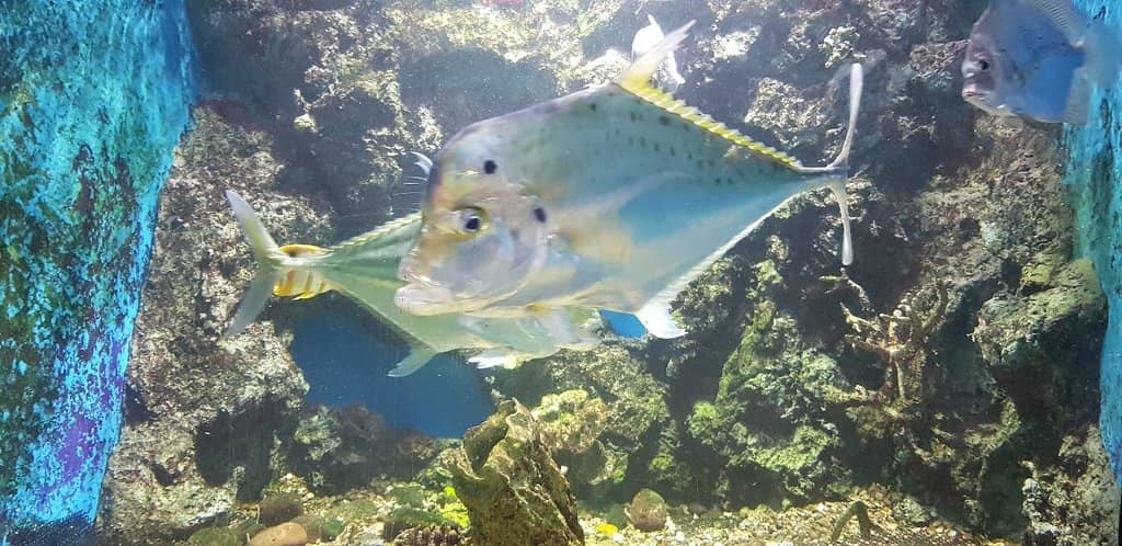 Free Entry Experience