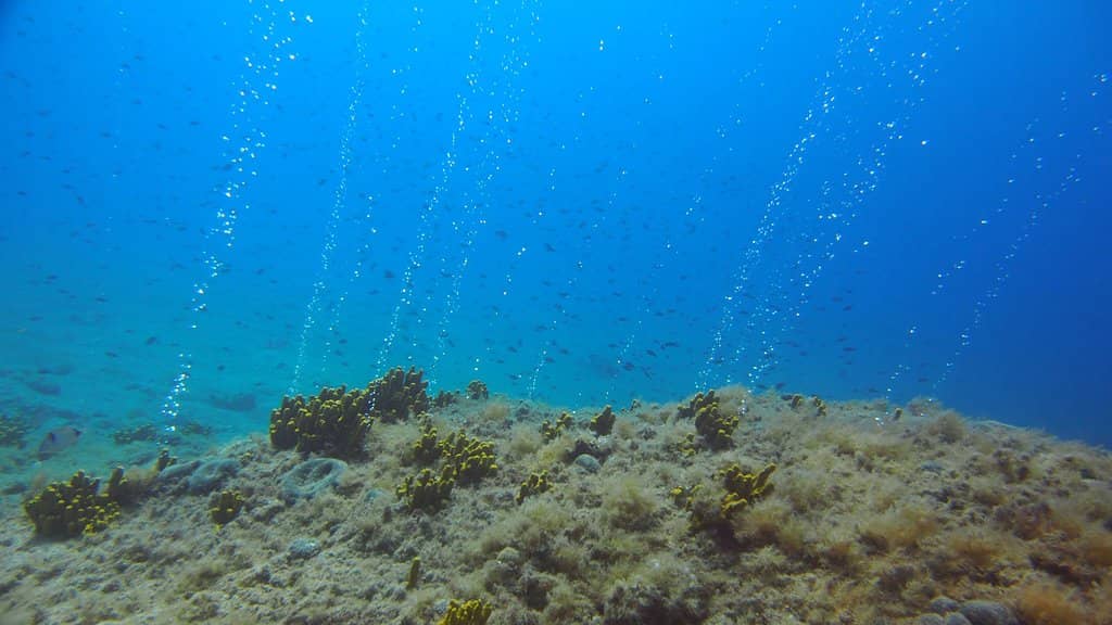 Shady Pine Forest Promenade