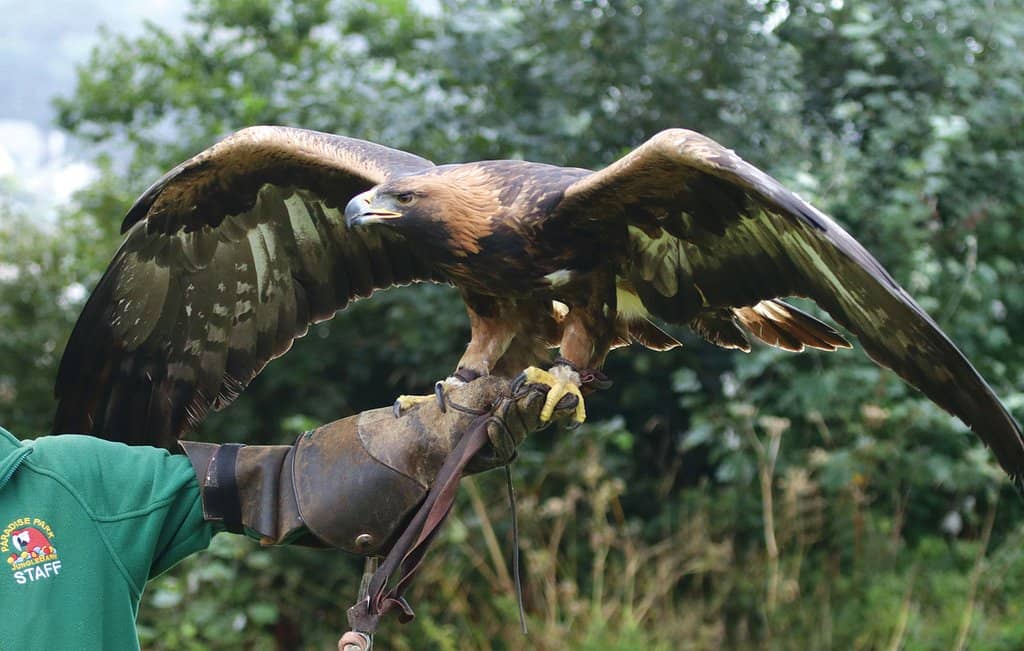 Playful Capybaras & Meerkats