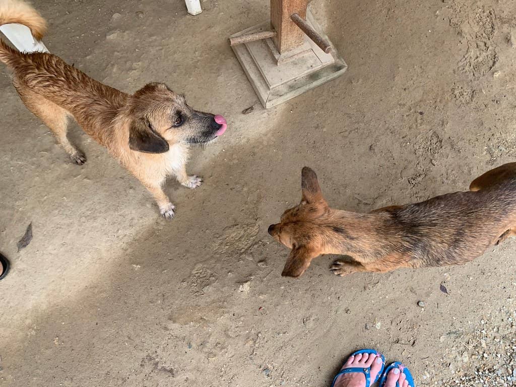 Natural Pools and Swims