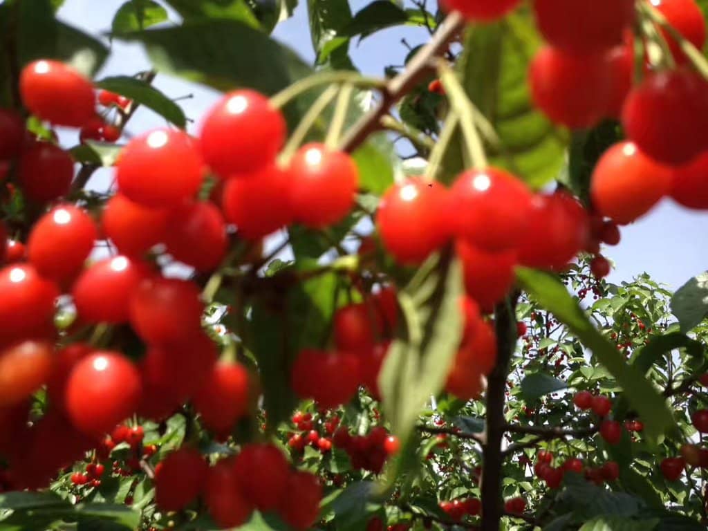 Turtle Head Viewpoint