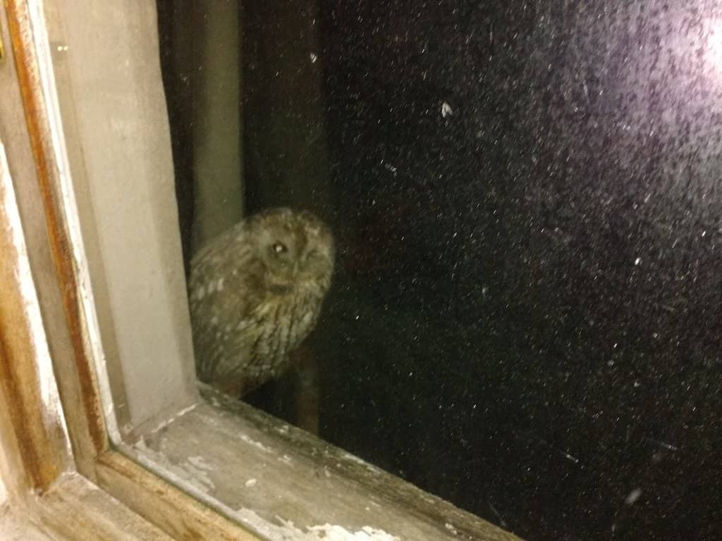 Magnificent Sweet Chestnut Tree