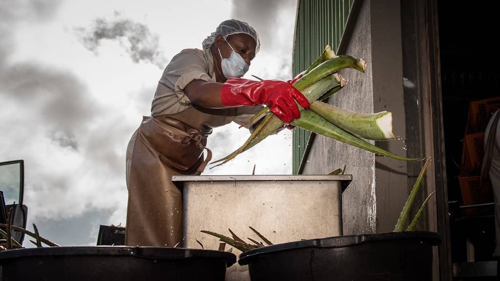 The Famous Banana Bread