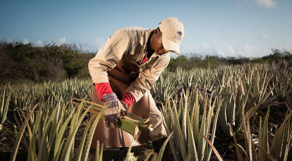 Aloe Vera Plantation Tour