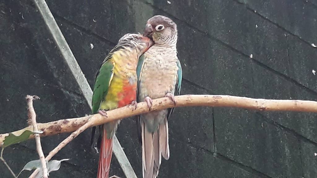 Exotic Animal Encounters