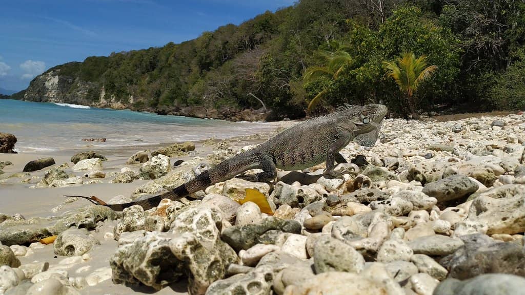 Palm-Fringed Serenity