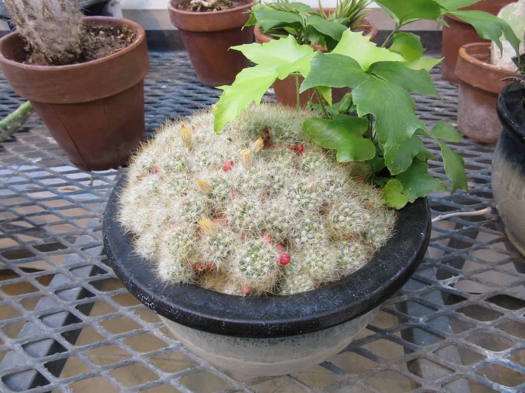 Schoodic Loop Scenic Drive