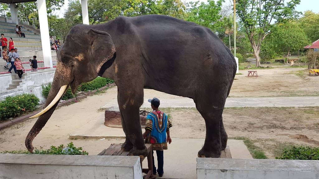 Hold a Baby Crocodile