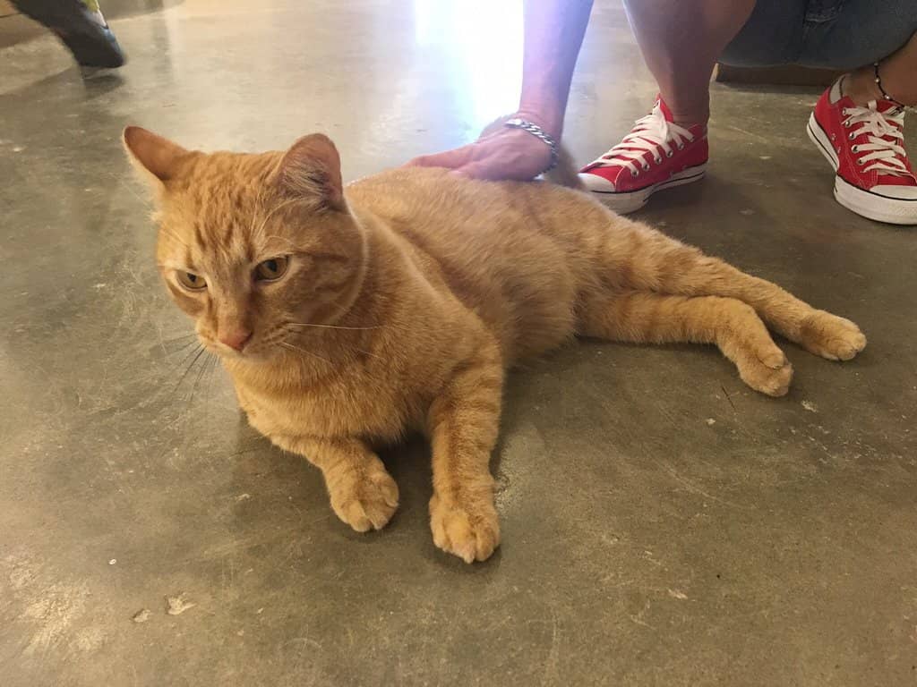 Local Independent Shops