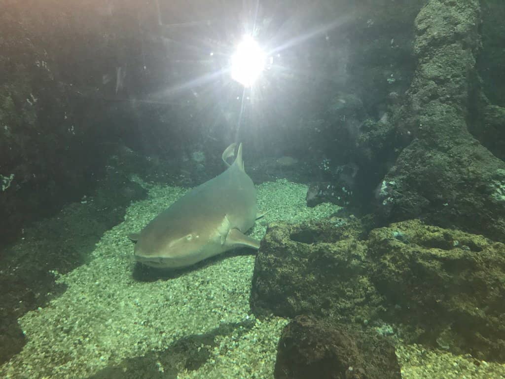 Interactive Touch Tanks