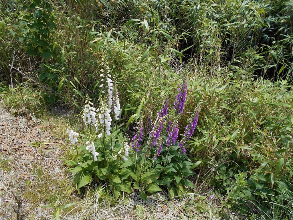 Panoramic Mountain Views