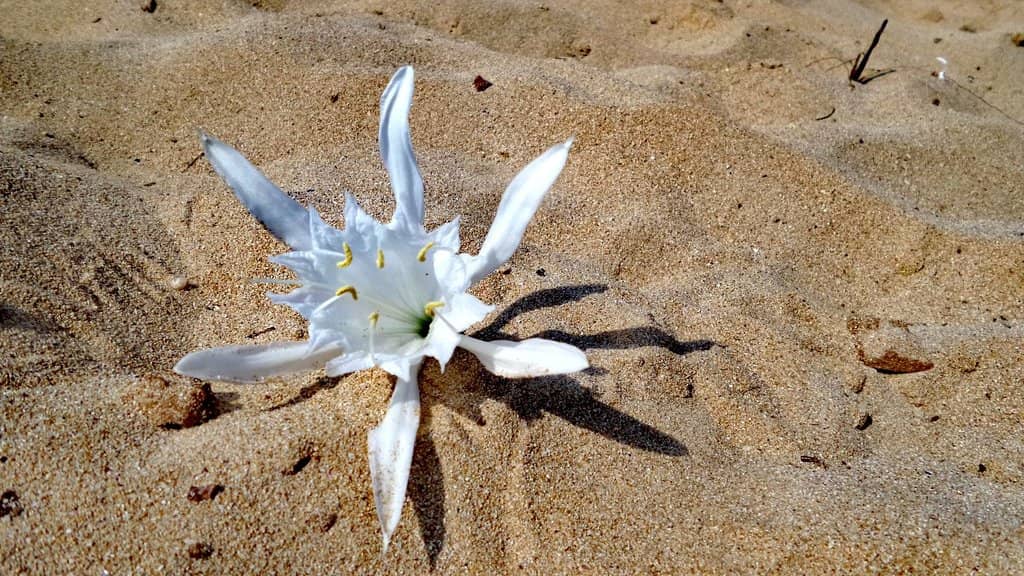 Expansive White Sand Beaches