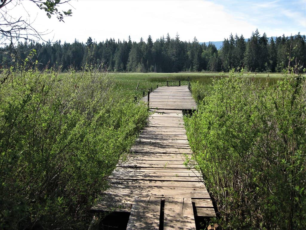 Floating Dock Overlook