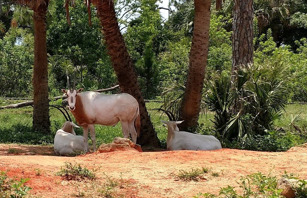 Kayak African Adventure