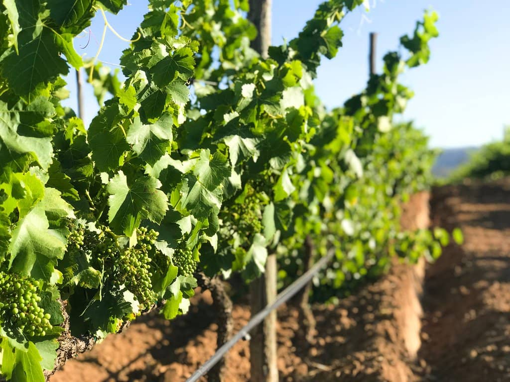 Delicious Outdoor Kitchen