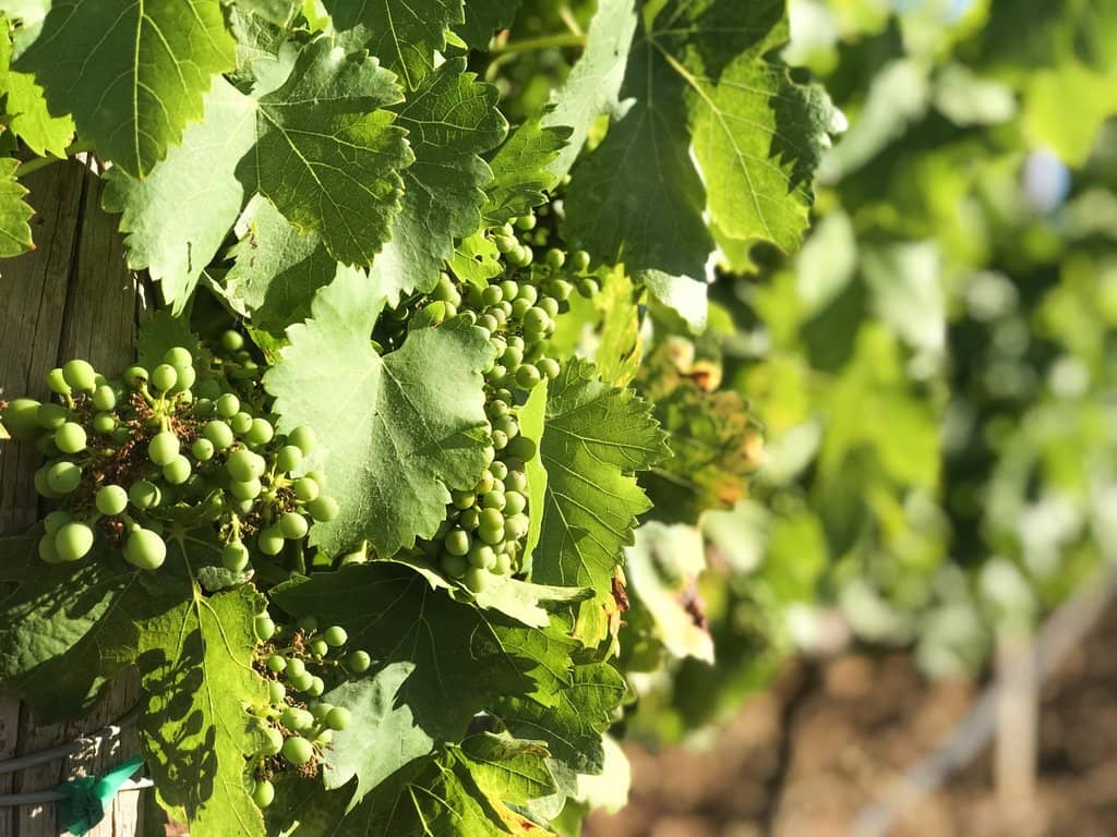 Exceptional Wine Tasting