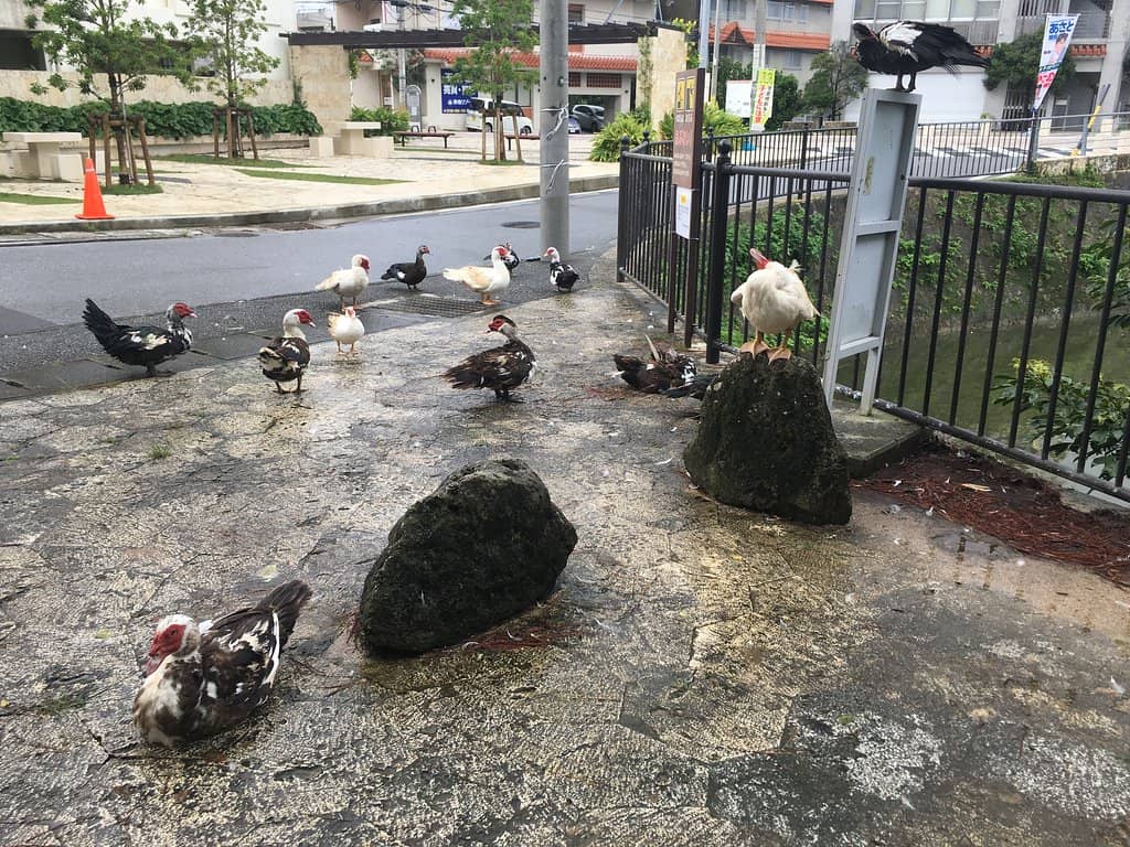 Ducks and Turtles