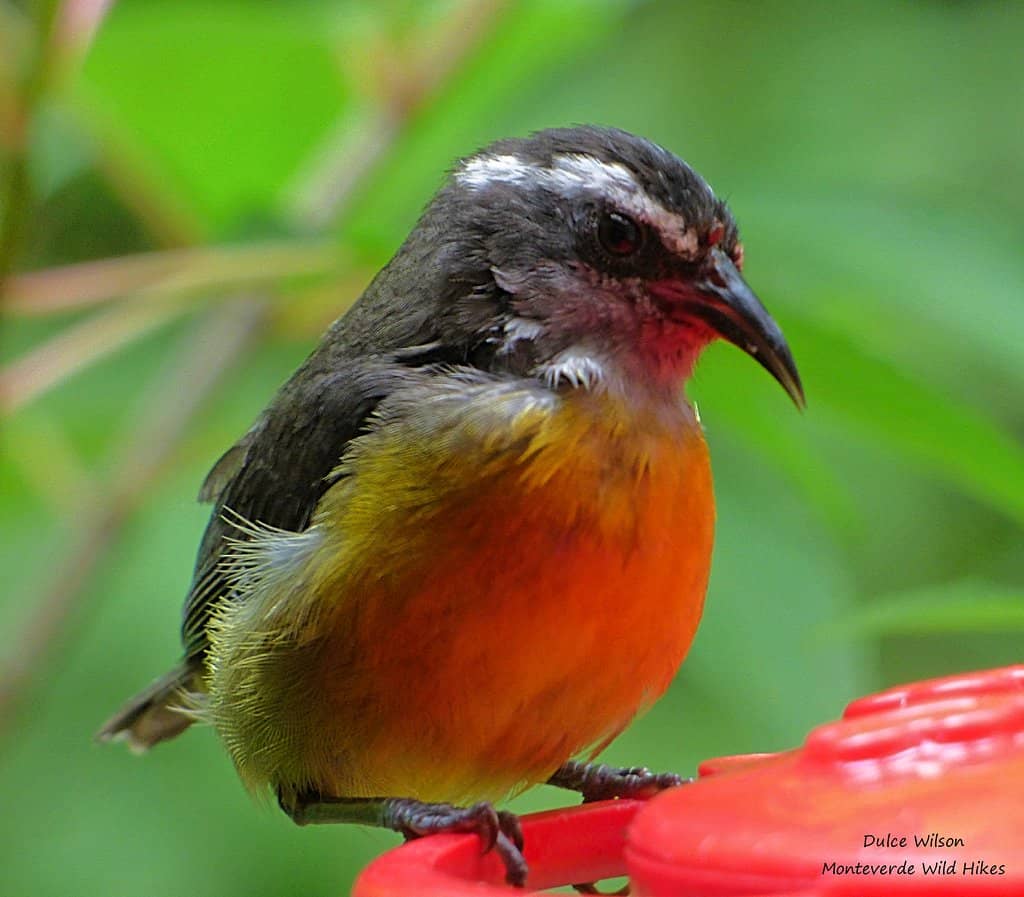 Tranquil Garden Setting