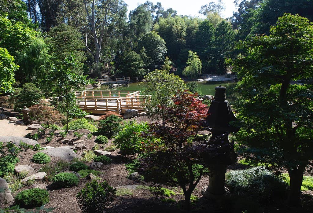 Rare Cycad Collection