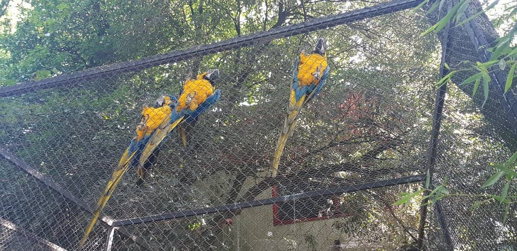 Diverse Bird Collection