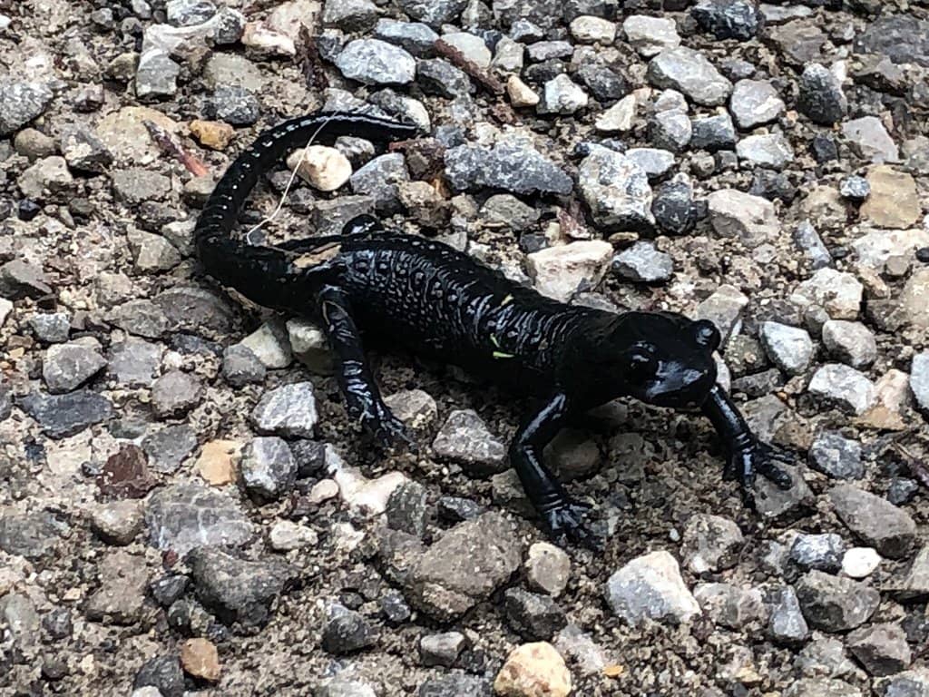 Cascading Waterfalls