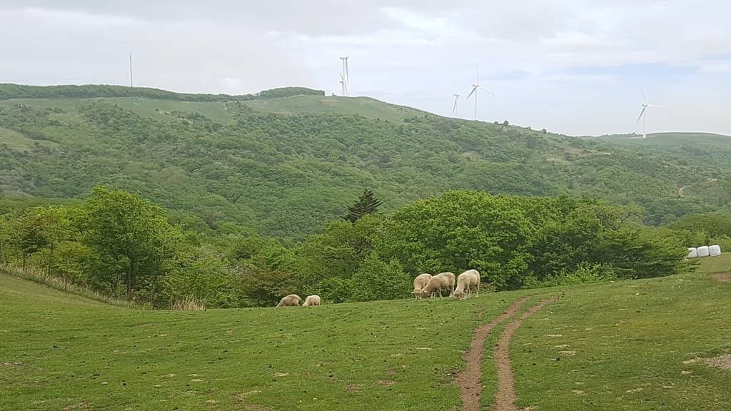 Samyang Dairy Products