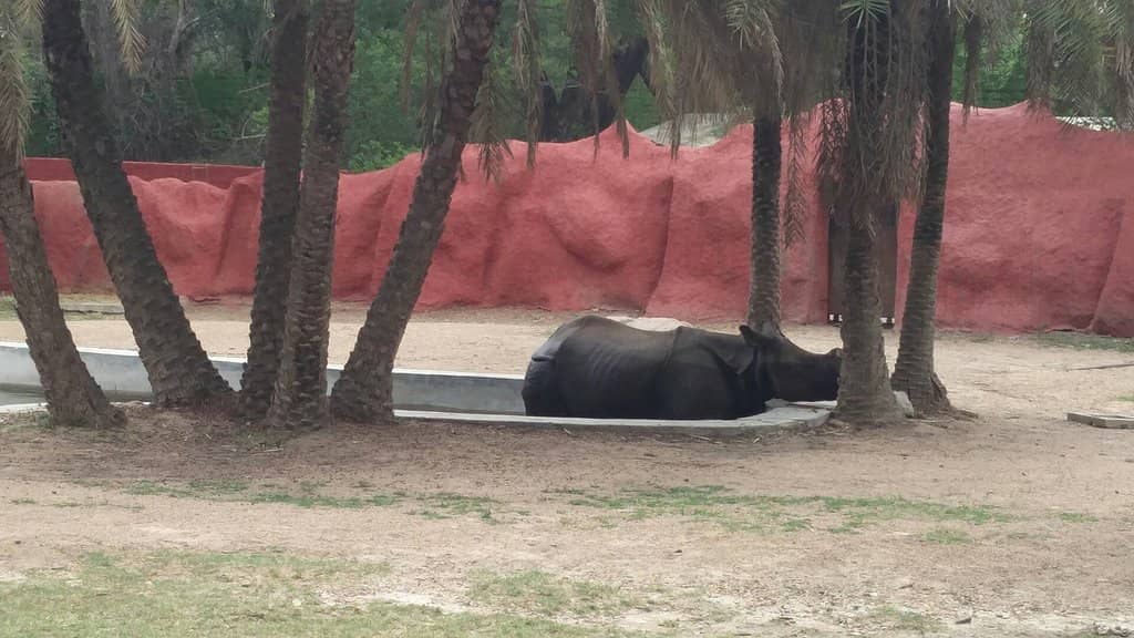 Diverse Animal Collection