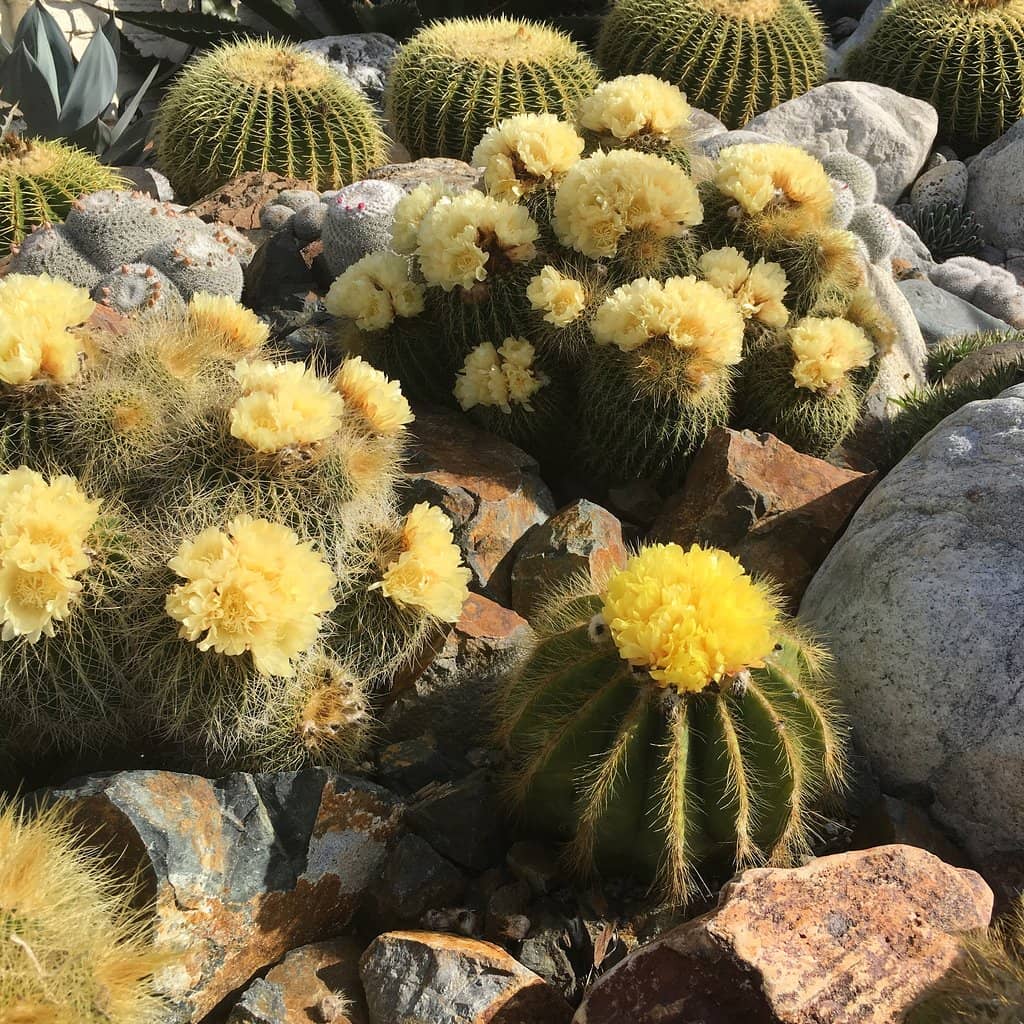 Koi Pond & Turtle Haven
