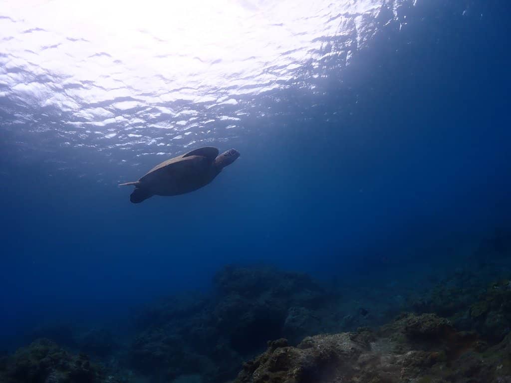 Scenic Mountain Views