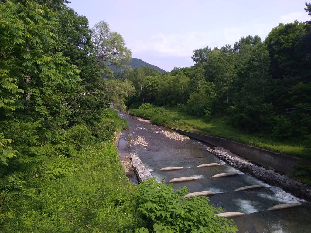 Cherry Blossom Spectacle
