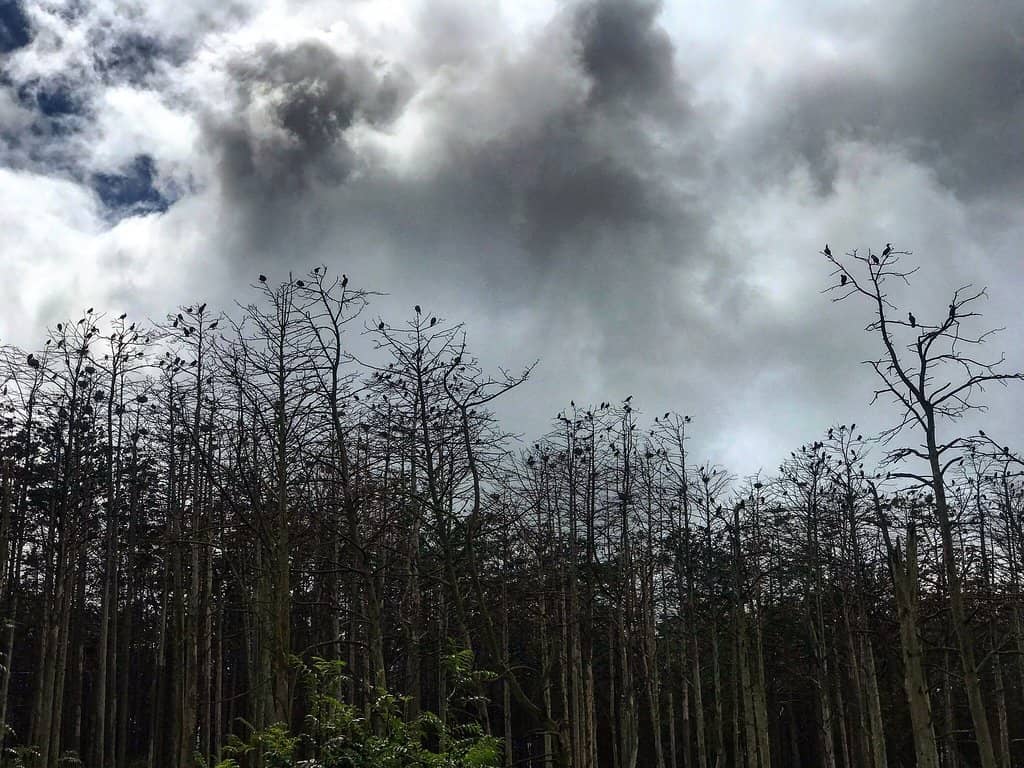 Dead Forest Landscape