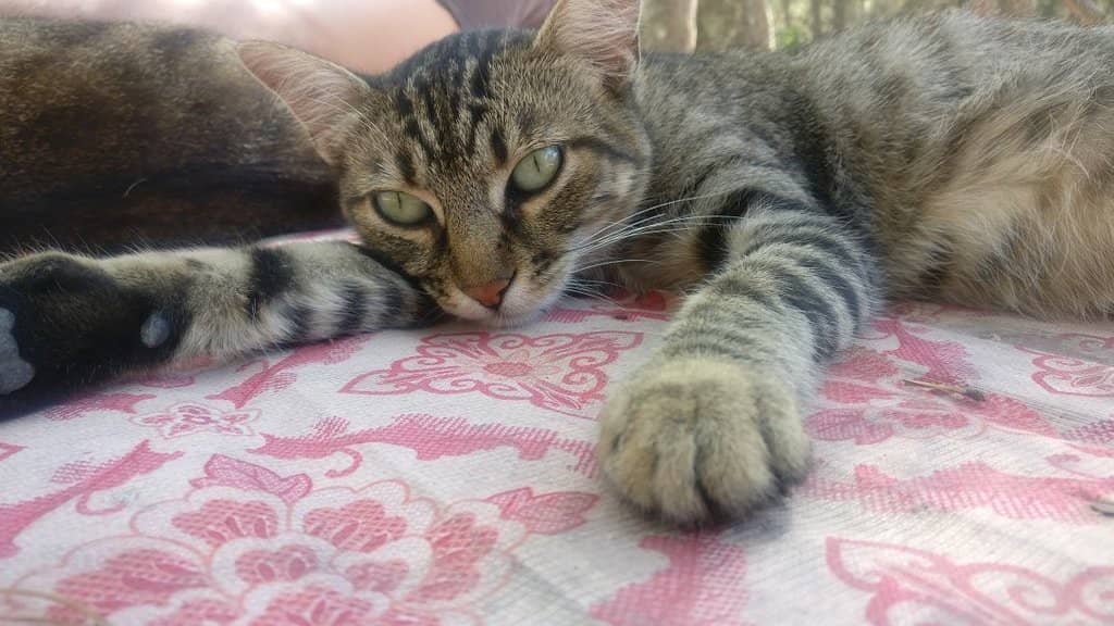 Interactive Animal Feeding