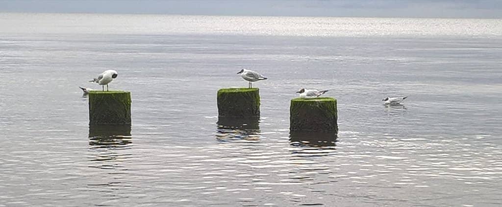 Orłowo Cliff Viewpoint