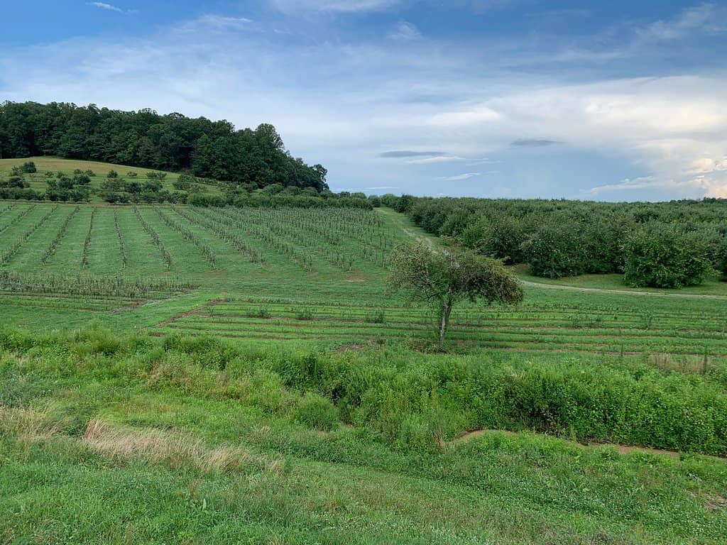Estate-Grown Artisan Ciders