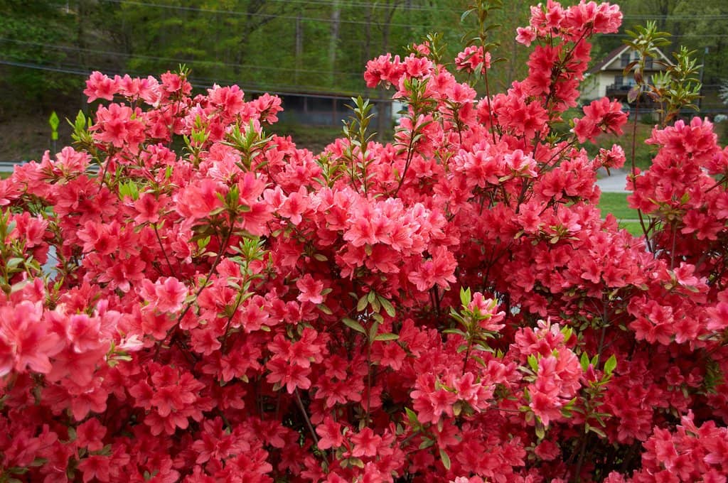 Riverside & Wetland Trails