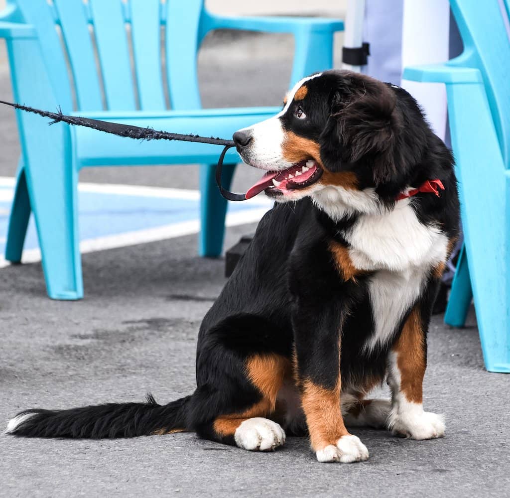 Outdoor Plaza Ambiance