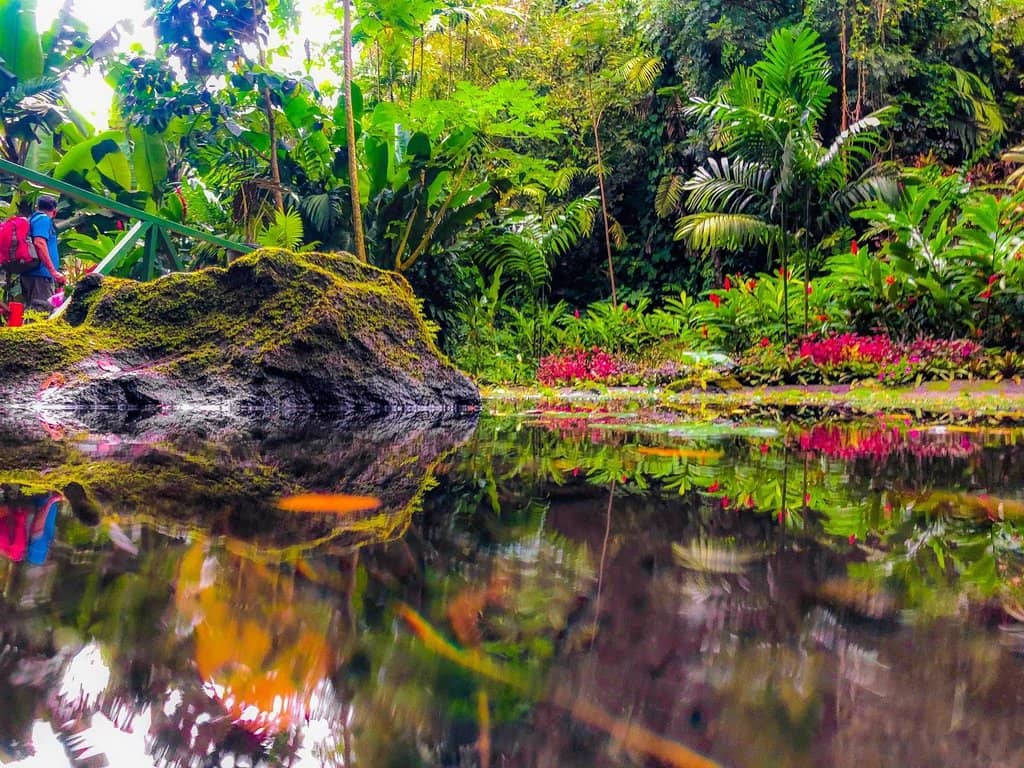 Rainforest Walking Trails