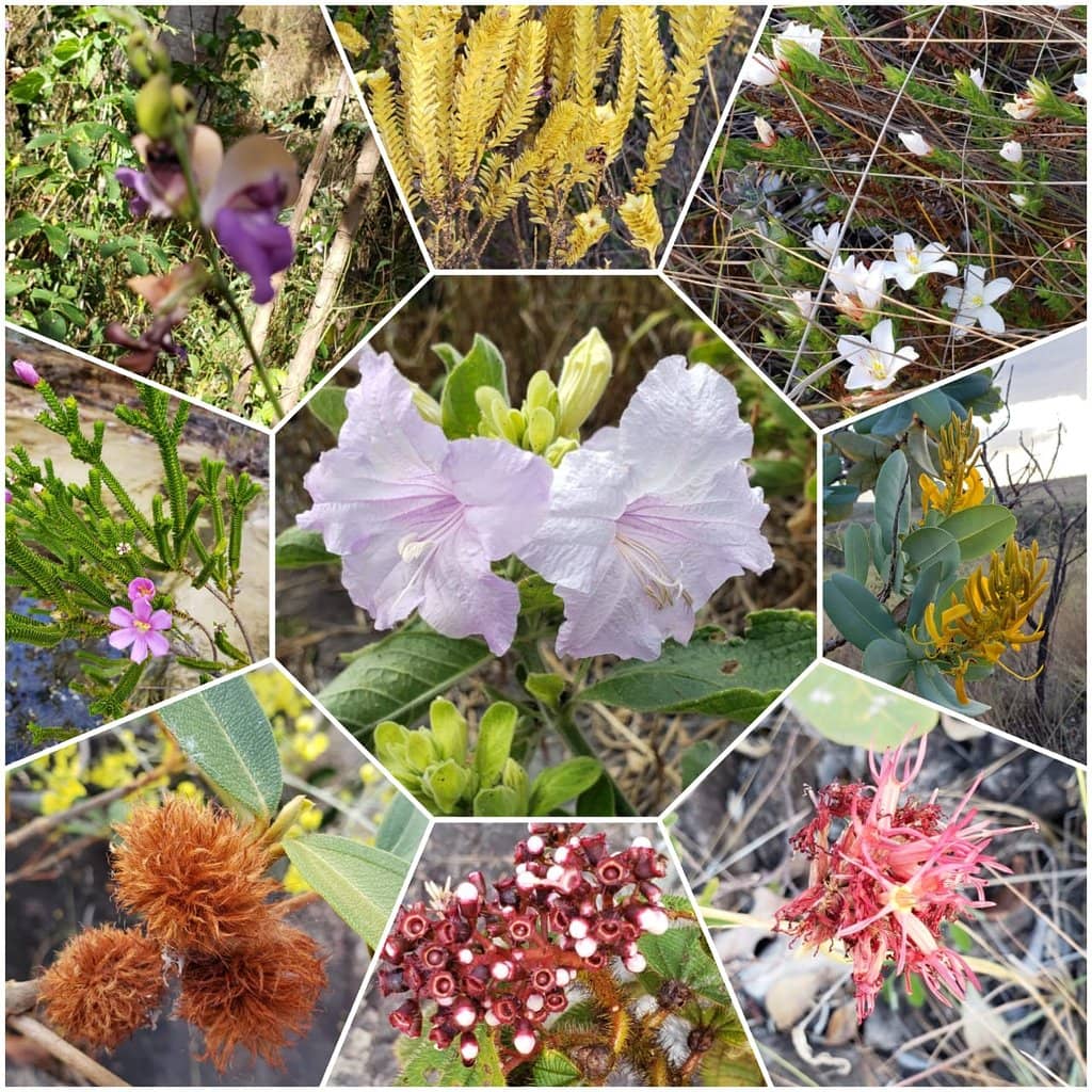 King of the Dragon Waterfall