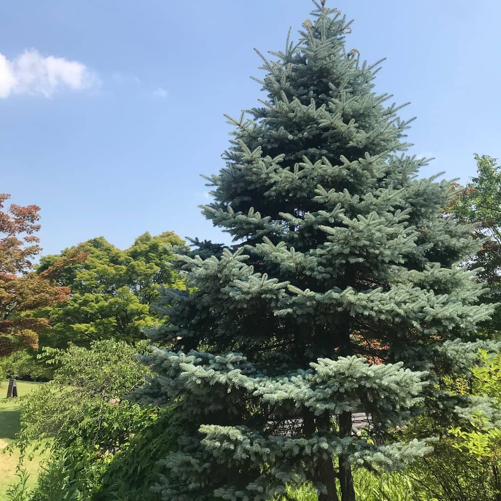 Louise Bourgeois' Spider