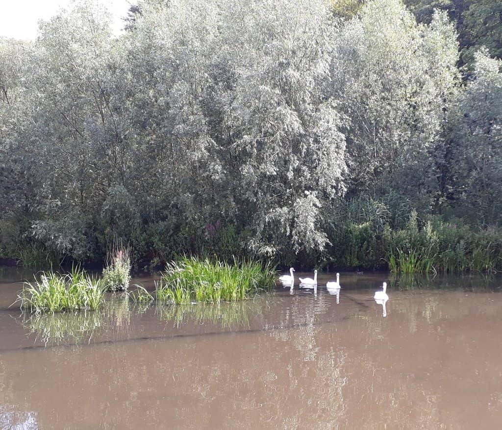Mature Deciduous Trees