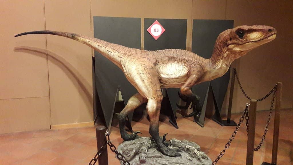 Impressive Animal Displays